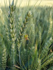Green spider on wheat
