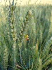 Spider in wheat field