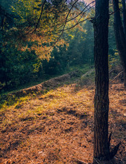 Autumn woods
