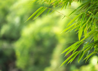 bamboo leaves with green background.