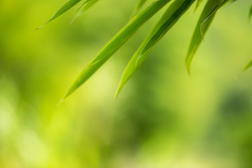 Fototapeta na wymiar bamboo leaves with green background.