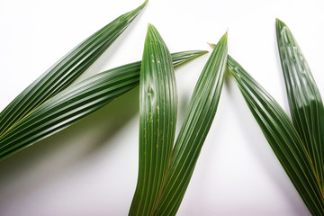 green coconut leaves on white background