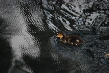 Lone Duckling in Lake Portrait