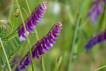 Vetch Flowers in Bloom in Springtime