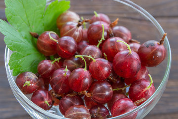 セイヨウスグリの実