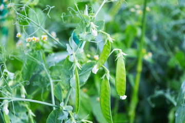 Fototapeta na wymiar fresh bright green pea pods. Pea cultivation in the open air and a blurred background.