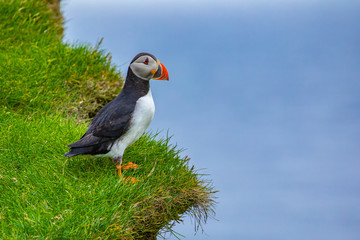 Atlantic Puffins (Fratercula arctica) on Mykines, Faroe Islands. Denmark. Europe