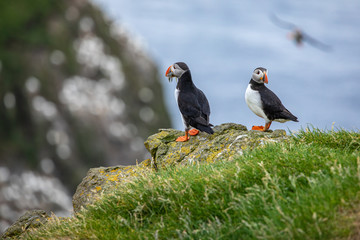 Atlantic Puffins (Fratercula arctica) on Mykines, Faroe Islands. Denmark. Europe