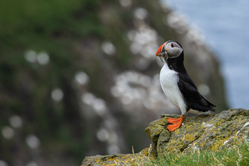 Atlantic Puffins (Fratercula arctica) on Mykines, Faroe Islands. Denmark. Europe