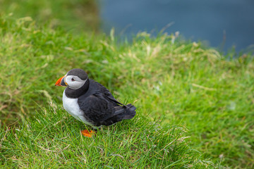 Atlantic Puffins (Fratercula arctica) on Mykines, Faroe Islands. Denmark. Europe