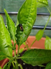 Ladybird larvae on a chilli leaf