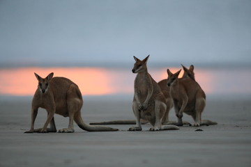kangaroo on beach at sunrise, mackay, north queensland, australia