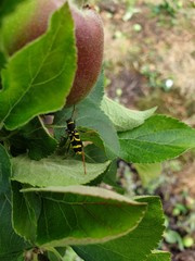 Bug on apple leaf