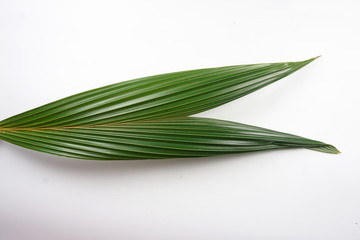 green leaves isolated on white background