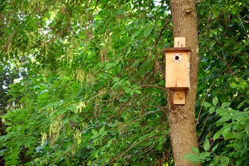 birdhouse on tree