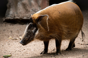  Red River Hog in the zoo