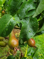 Pears on a branch