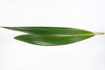 Obraz premium green coconut leaves isolated on white background
