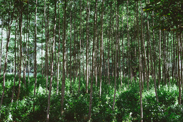 dichter geheimnisvoller Wald 