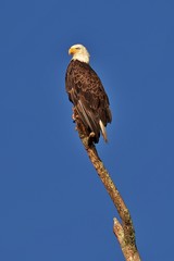 Regal Bald Eagle