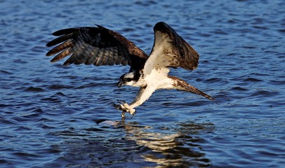 Osprey Attack on the James River