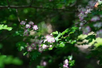 Spring flowers in the park in Brussels, Belgium