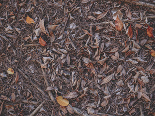 leaves  background