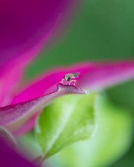 bug on flower