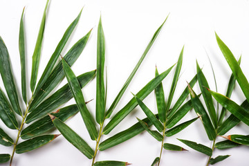 bamboo leaves on white background