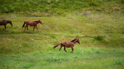 Wild Kaimanawa horses running on the green hills of the mountain ranges