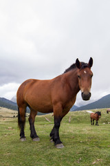 Naklejka na ściany i meble Big brown horse in the Pyrenees with its herd.