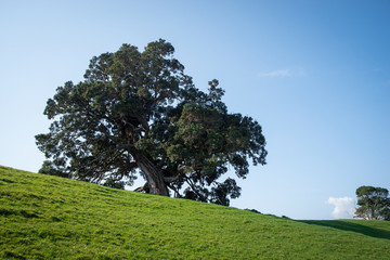 Big tree on the green hills in springtime in New Zealand