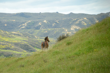 Wild Kaimanawa horse galloping on the green hills of the mountain ranges