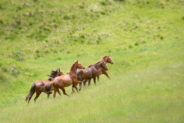 Four wild Kaimanawa horses running on the green hills of the mountain ranges