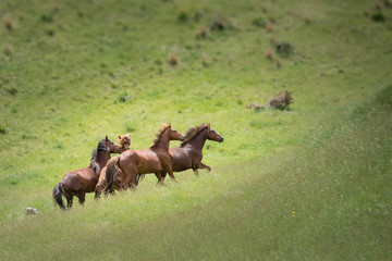 Wild Kaimanawa horses running on the green hills of the mountain ranges