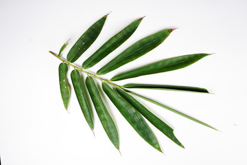 Fototapeta premium green leaf isolated on white background