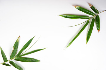 bamboo leaves on white background