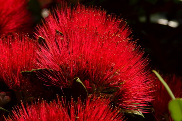New Zealand Christmas Maori tree in red blossom
