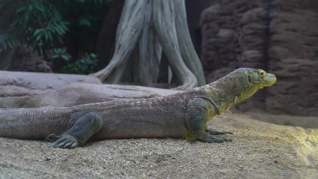 Komodo dragon (Varanus komodoensis) stays without moving