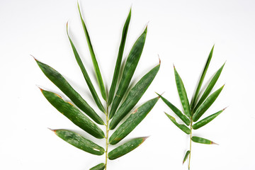 green bamboo leaves background 
