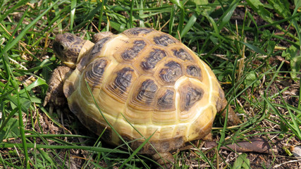 Small beauliful tortoise among green grass