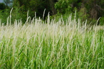 grass in the wind