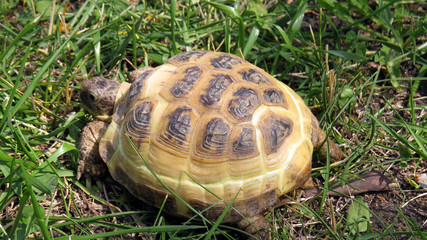 Small beauliful tortoise among green grass