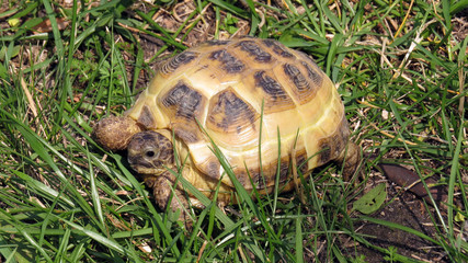 Small beauliful tortoise among green grass