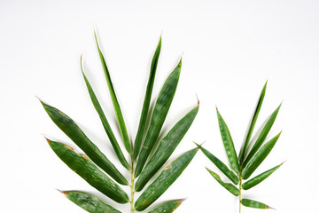 bamboo leaves background