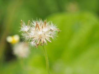 Close-up Coatbuttons (Tridax Procumbens) with green nature blurred background, Ripe fruit with winged achenes for wind-dispersal.	