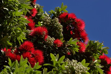 New Zealand Christmas Maori tree in red blossom