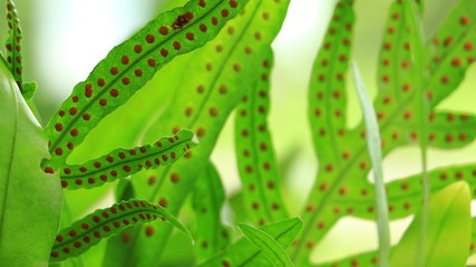 Closeup of Red spots on a green leaf, green background