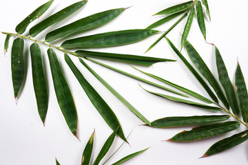 background with green leaves