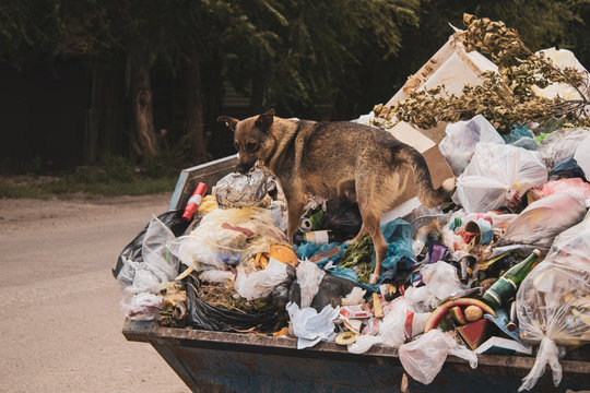 A hungry dirty stray dog climbs in a large garbage can and searches for food. A mountain of uncleaned food waste and plastic falls out of container to the ground in the city. Dried tree branch